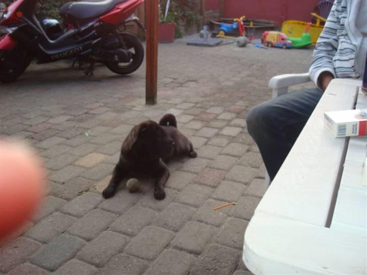 Shar pei Fnuggi  (død) - Puhaa det er hårdt at lege.. billede 15