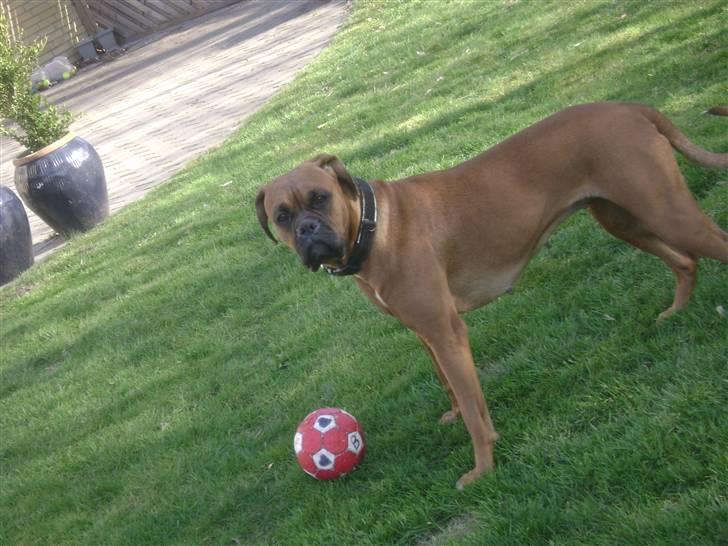 Boxer Bella billede 17