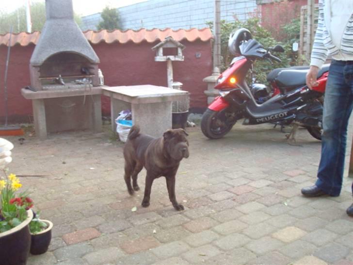 Shar pei Fnuggi  (død) - Hva sååå billede 16