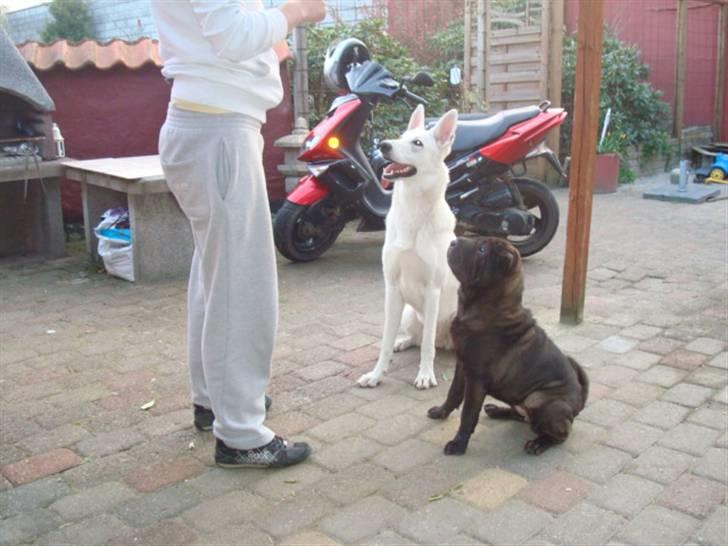 Shar pei Fnuggi  (død) - Se hvor fine vi kan se ud billede 17