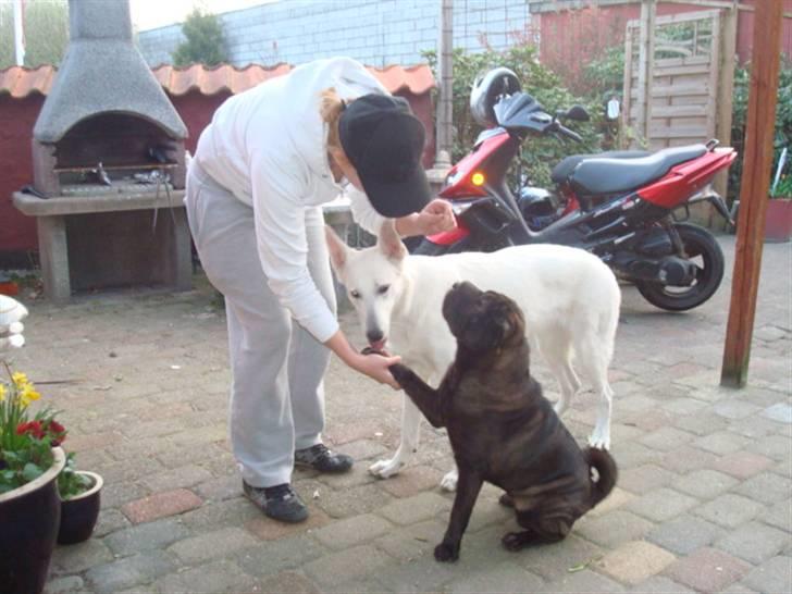 Shar pei Fnuggi  (død) - Jamen goddag til dig.. billede 18