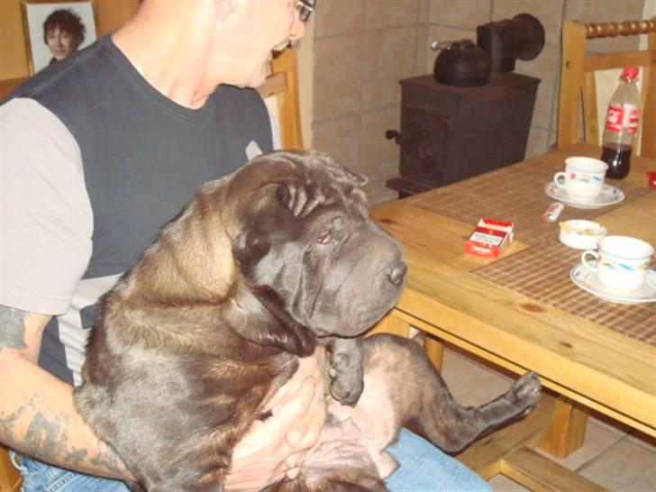 Shar pei Fnuggi  (død) - Nu gider jeg altså ikk sidde her mere billede 19