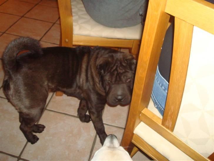 Shar pei Fnuggi  (død) - Gå nu væk gucci jeg gider ikke lege nu billede 20