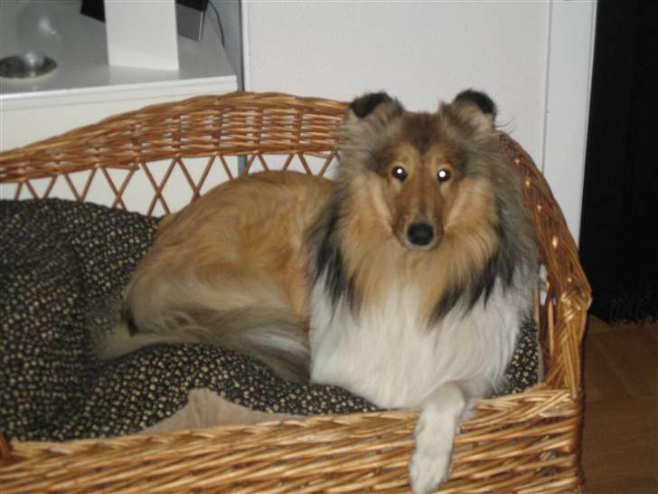 Collie langhåret Zenta billede 11