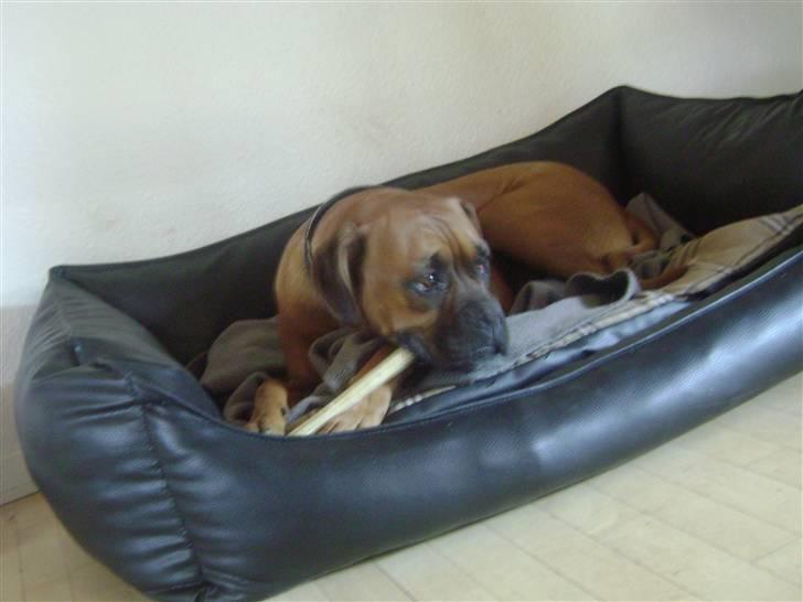 Boxer Bella billede 18