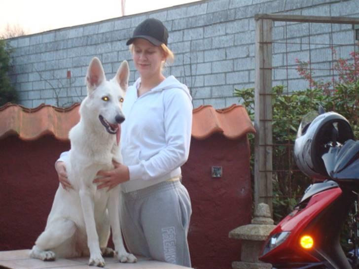 Hvid schæfer Gucci død r.i.p savnet - Se mor er jeg ikke fin.??? billede 18