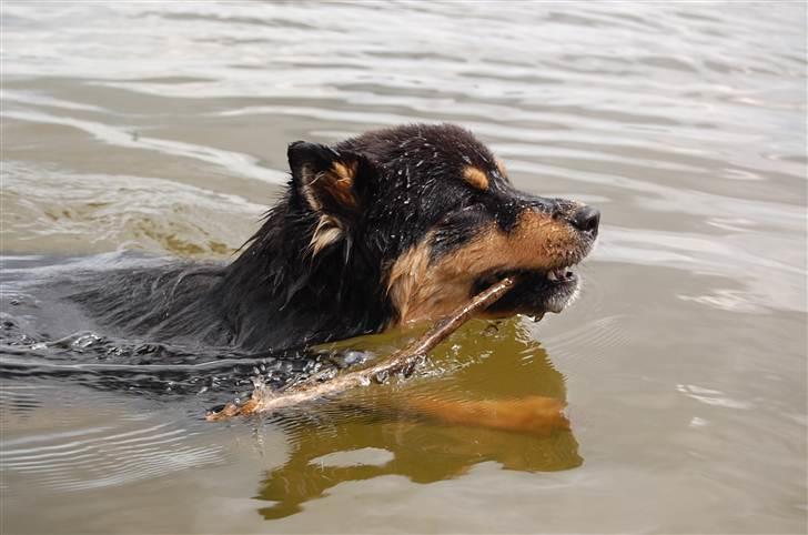 Finsk lapphund DKCH Fjällfarmens Oliwia - Ollie eeelsker bare at svømme! :D billede 36
