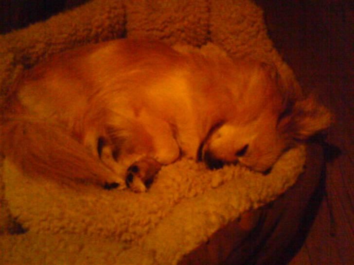 Blanding af racer Coco <3 | i<3'u |Min Skat - selv om natten med "morgen hår"  ser jeg virkelig sød ud =)  billede 9