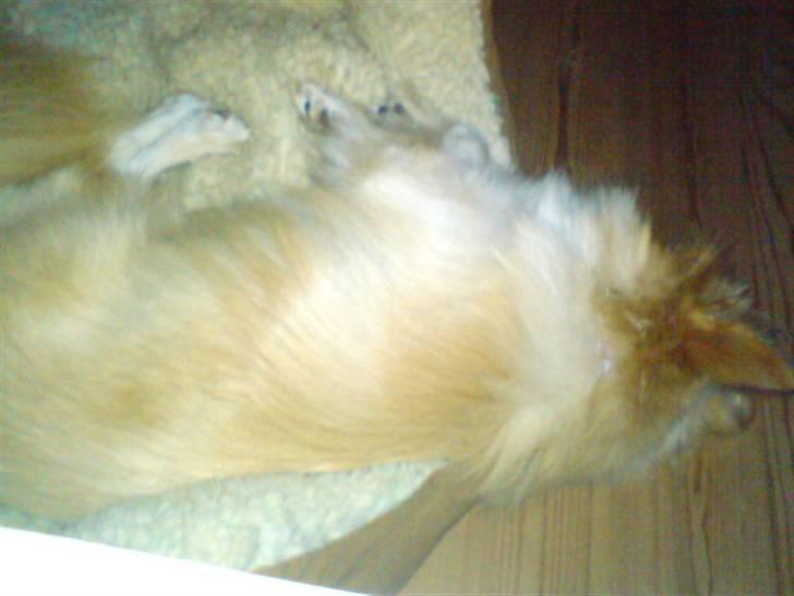 Blanding af racer Coco <3 | i<3'u |Min Skat - HáHá !!! xD <3 skøre hund xD hun falder vist bogstavelig talt ud af sengen xD háhá billede 10