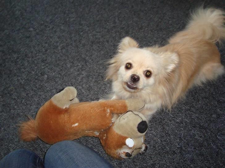 Blanding af racer Coco <3 | i<3'u |Min Skat - coco og hendes ELSKEDE bamse :D <33 billede 15