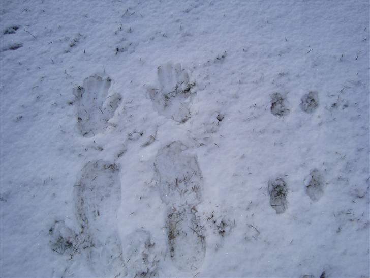 Blanding af racer Coco <3 | i<3'u |Min Skat - man kan vidst godt se hvad der er mine fodspor og helenes ik ? xD billede 16