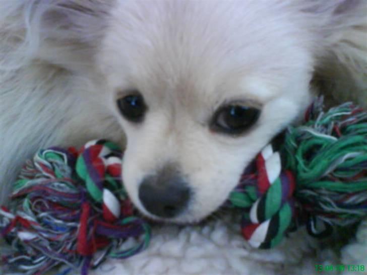 Blanding af racer Coco <3 | i<3'u |Min Skat billede 17