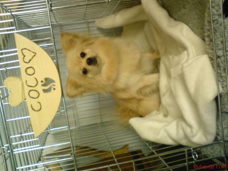 Blanding af racer Coco <3 | i<3'u |Min Skat billede 18