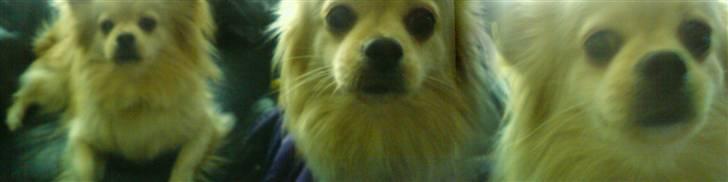 Blanding af racer Coco <3 | i<3'u |Min Skat billede 19