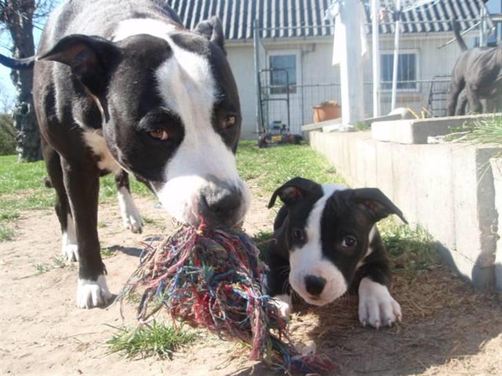 Amerikansk staffordshire terrier Nala billede 11