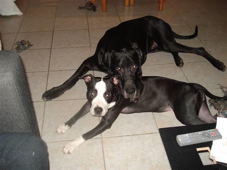 Amerikansk staffordshire terrier Nala billede 12