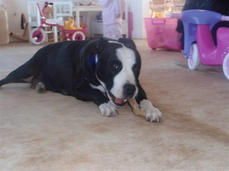 Amerikansk staffordshire terrier Nala billede 13