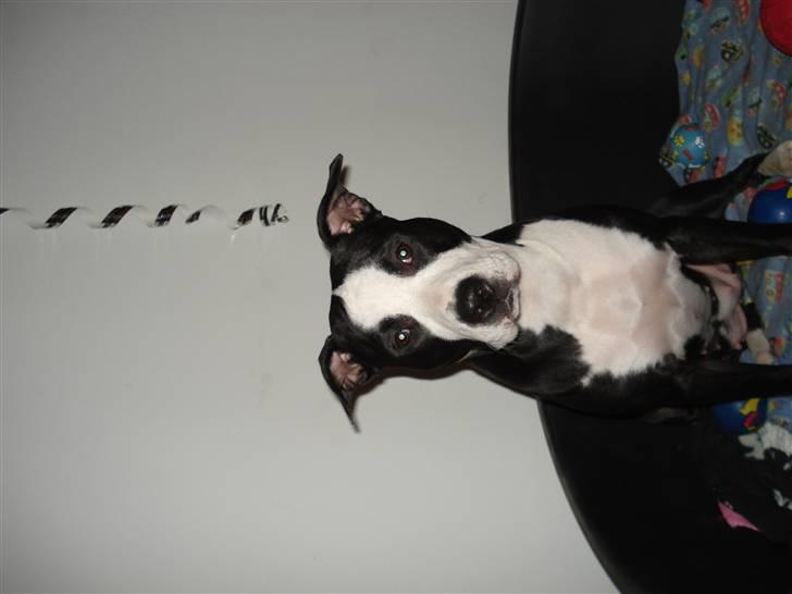 Amerikansk staffordshire terrier Nala billede 14