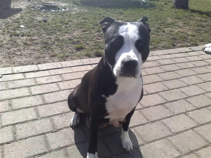 Amerikansk staffordshire terrier Nala billede 15