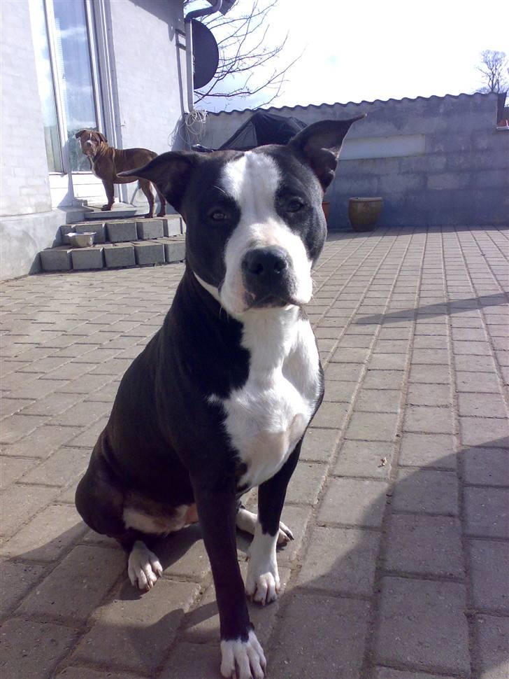 Amerikansk staffordshire terrier Nala billede 16