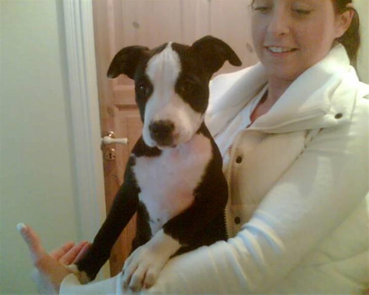 Amerikansk staffordshire terrier Nala billede 17