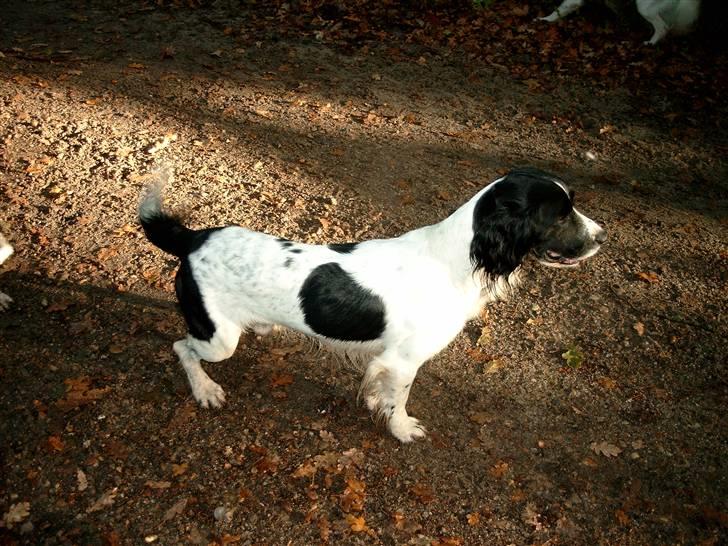 Field Trial spaniel tymmon - her er han fire år billede 1