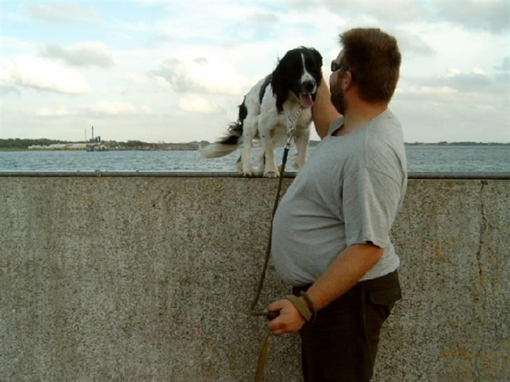 Field Trial spaniel tymmon billede 2