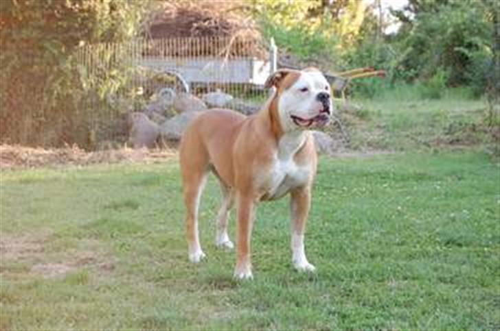 Amerikansk bulldog Amazing Bulldog Rosa - det er min mor, hun hedder gaja. billede 2