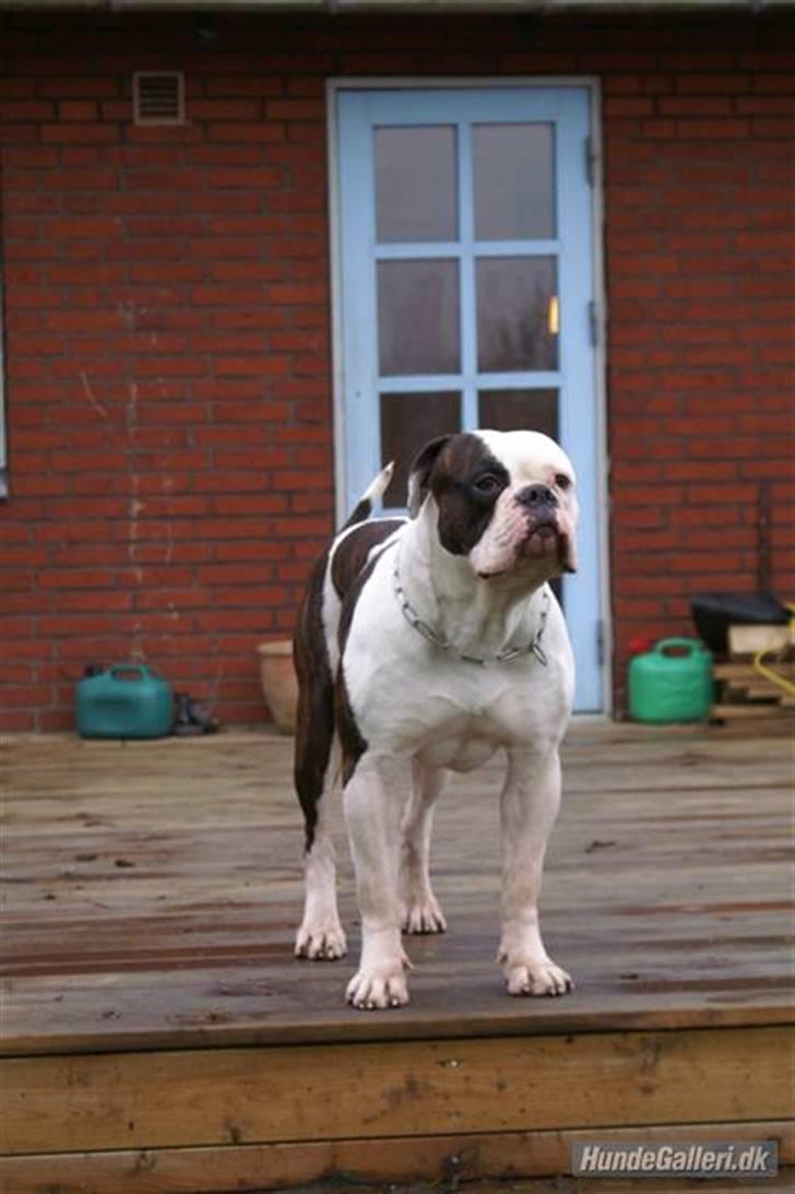 Amerikansk bulldog Amazing Bulldog Rosa - det er min daddy, han hedder zeus. billede 3