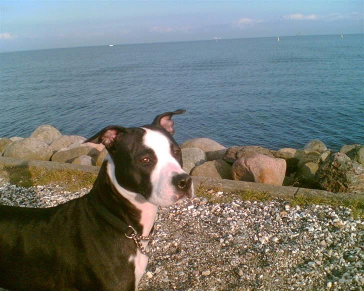 Amerikansk staffordshire terrier Nala billede 18