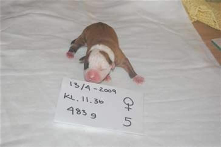 Amerikansk bulldog Amazing Bulldog Rosa - sådanne så jeg ud da jeg blev født...ehh lyserød. billede 4