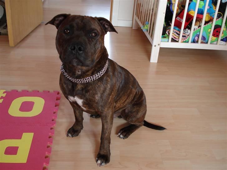 Staffordshire bull terrier Jackson billede 1