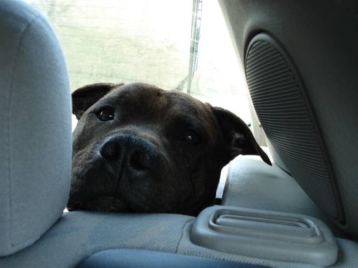 Staffordshire bull terrier Jackson billede 2