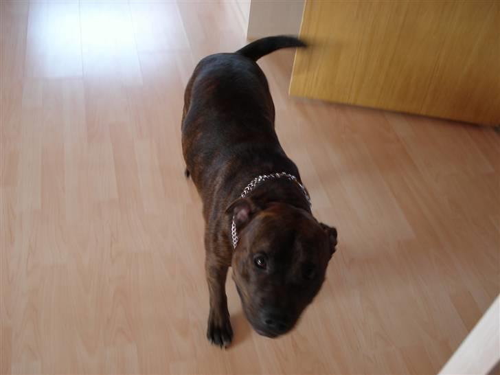 Staffordshire bull terrier Jackson billede 3