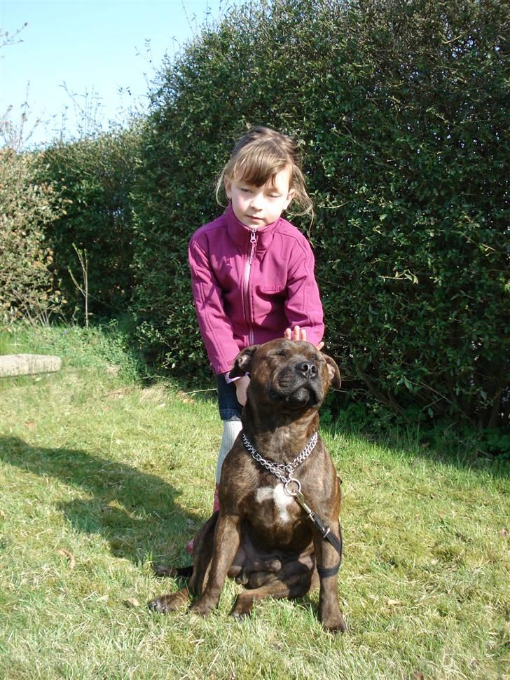 Staffordshire bull terrier Jackson billede 4