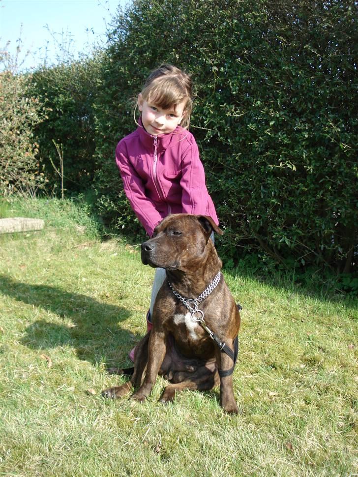 Staffordshire bull terrier Jackson billede 5