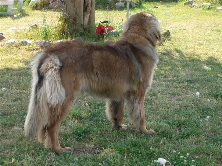 Leonberger folmer - poserer det kan jeg da godt , billede 11