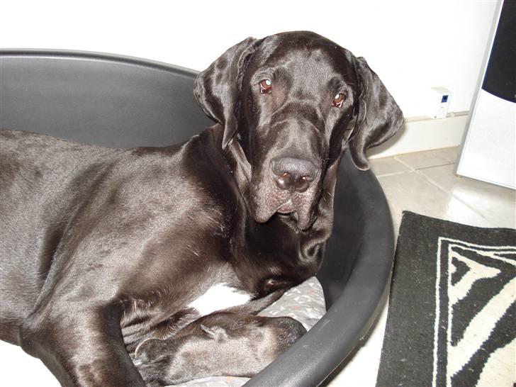 Grand danois Enzo R.I.P min skat billede 7