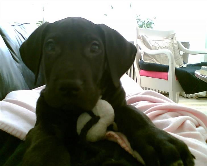 Grand danois Enzo R.I.P min skat billede 8