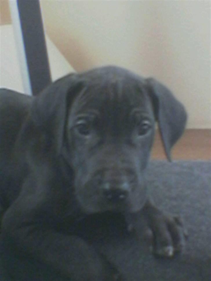 Grand danois Enzo R.I.P min skat billede 9