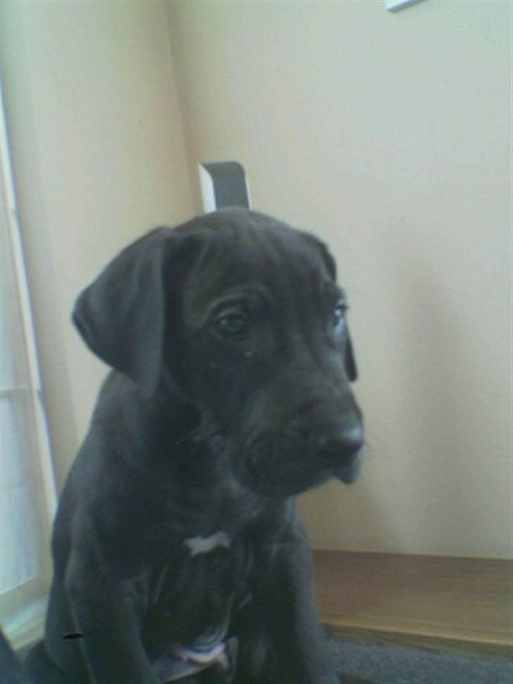 Grand danois Enzo R.I.P min skat billede 10