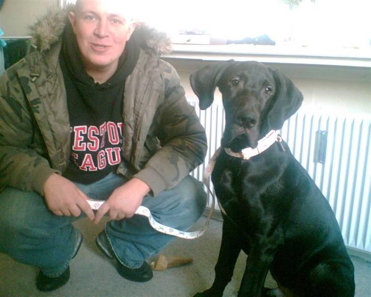 Grand danois Enzo R.I.P min skat billede 11