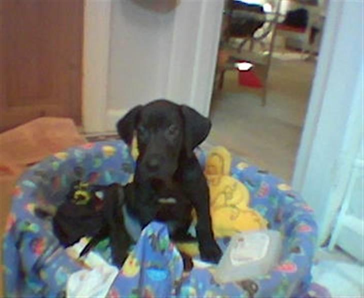 Grand danois Enzo R.I.P min skat billede 12