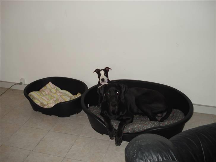 Grand danois Enzo R.I.P min skat billede 13