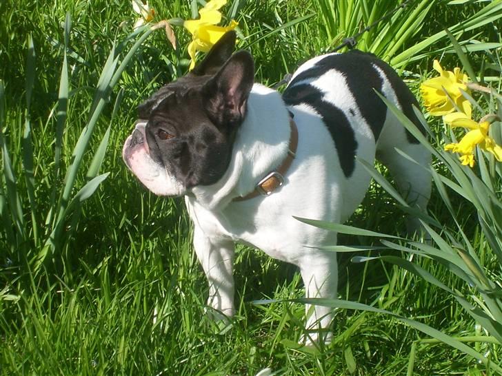 Fransk bulldog Dauløkkes Vogue La Blance - foto Tove M.Nielsen billede 16