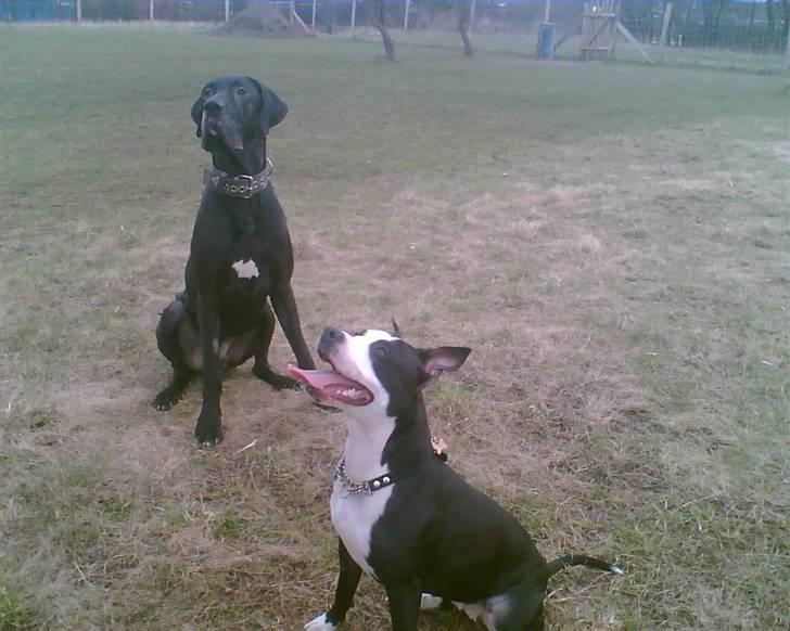 Grand danois Enzo R.I.P min skat billede 14