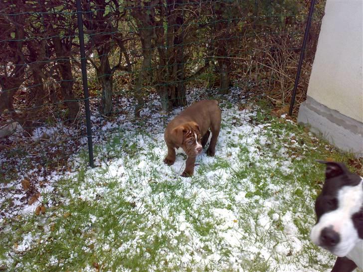 Renascence Bulldogge Charger Rip Sov godt skat.  billede 14