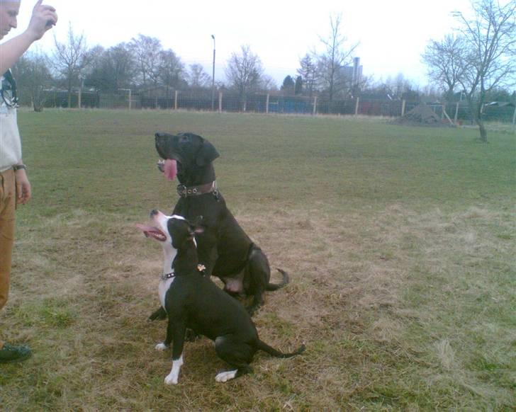 Amerikansk staffordshire terrier Nala billede 19