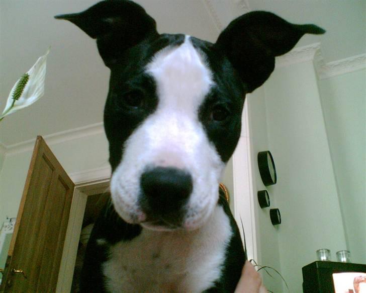 Amerikansk staffordshire terrier Nala billede 20