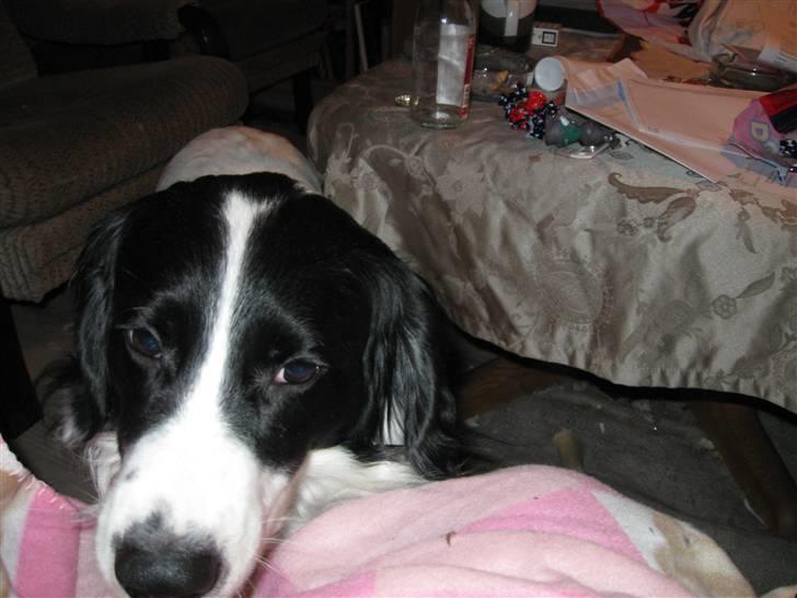 Border collie Laco billede 7